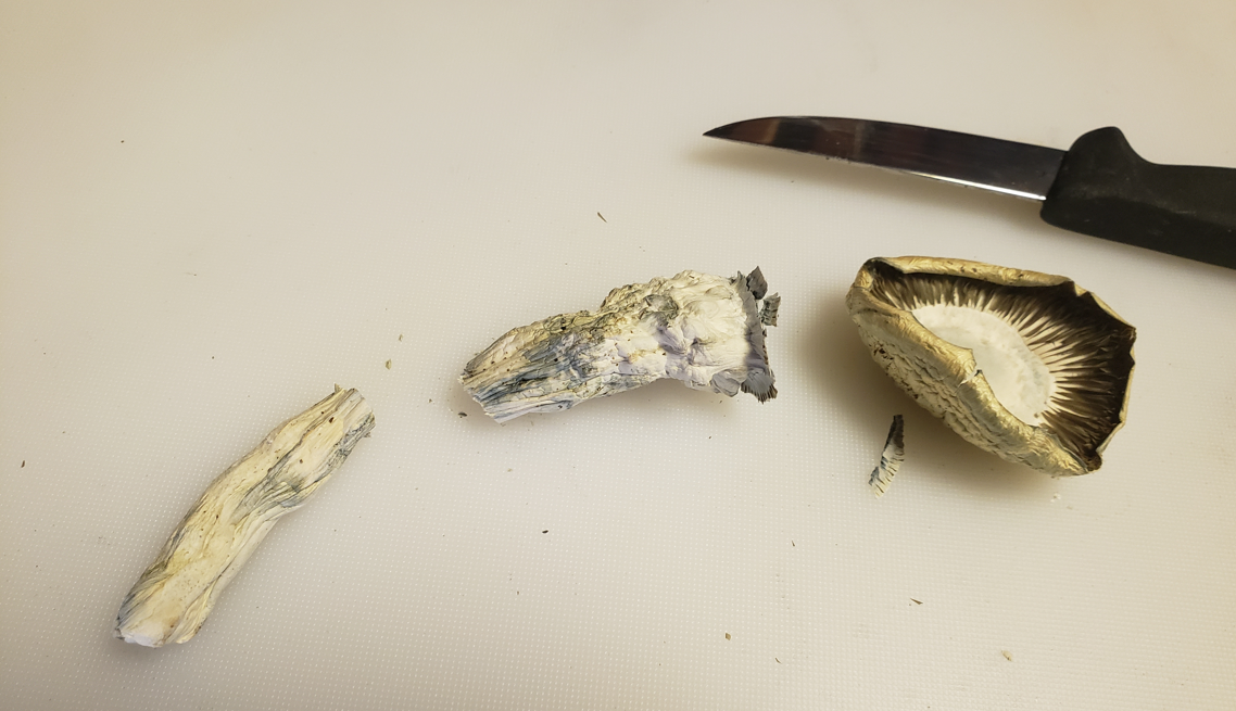 Melmac fruit cut into base stem, middle stem, and cap sections