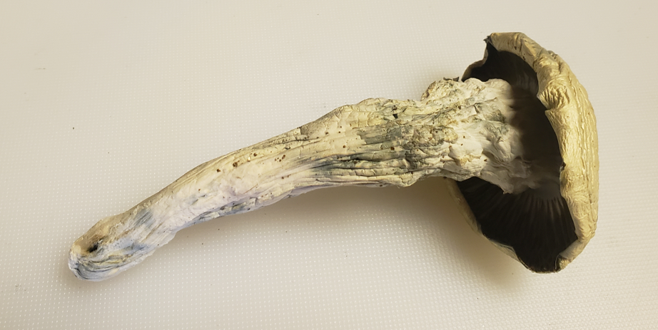 Whole Melmac fruit — base stem on left, cap on right